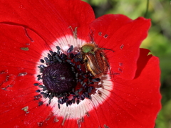 Pygopleurus israelitus