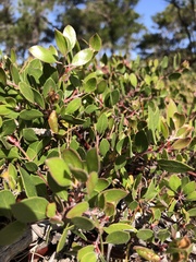 Arctostaphylos hookeri