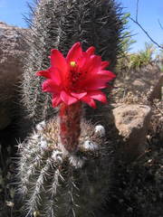 Oreocereus hempelianus