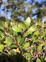 Arctostaphylos hookeri