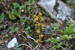Oreorchis