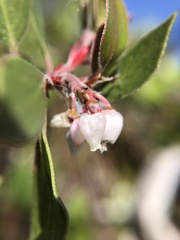 Arctostaphylos hookeri