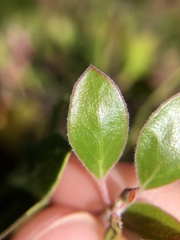 Arctostaphylos hookeri