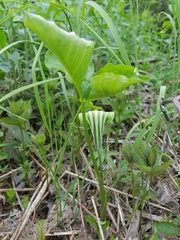 Arisaema stewardsonii