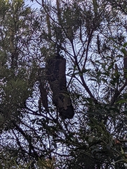 Zanda funerea funerea