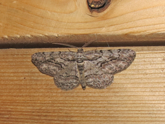 Iridopsis vellivolata