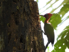 Campephilus rubricollis