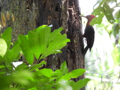 Campephilus rubricollis