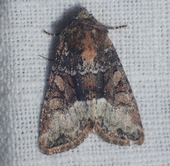 Oligia strigilis
