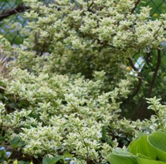 Euonymus fortunei fortunei