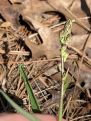 Lactuca graminifolia