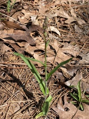 Lactuca graminifolia