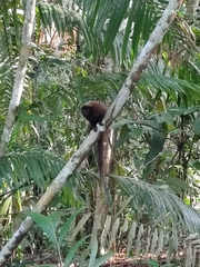 Plecturocebus brunneus