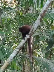 Plecturocebus brunneus