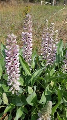 Lupinus villosus