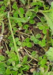 Trifolium scabrum