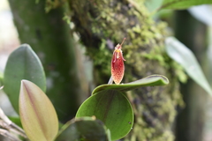 Restrepia