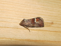 Deltote bellicula