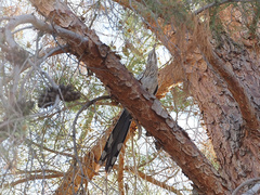 Geococcyx californianus