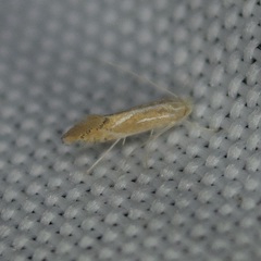 Phyllonorycter basistrigella