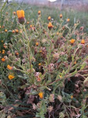 Calendula arvensis