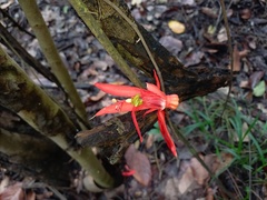 Passiflora quadriglandulosa