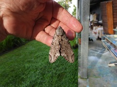 Psilogramma papuensis