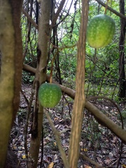 Passiflora quadriglandulosa