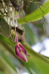 Restrepia