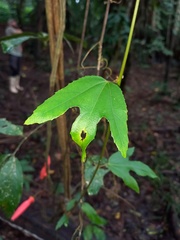 Passiflora quadriglandulosa