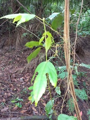 Passiflora quadriglandulosa