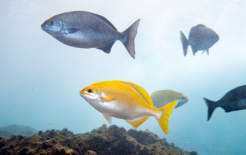 Bermuda chub (Kyphosus sectatrix) — Kyphosidae — 2