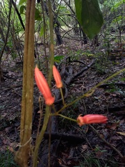 Passiflora quadriglandulosa