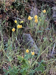 Delphinium luteum