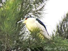 Nycticorax nycticorax
