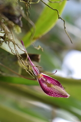 Restrepia