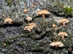 Phaeomarasmius rimulincola