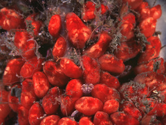 Metandrocarpa taylori