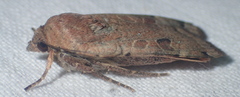 Noctua orbona
