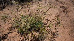 Lomatium mohavense