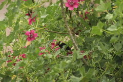 Diglossa carbonaria