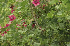 Diglossa carbonaria