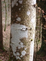 Torminalis glaberrima