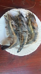 Macrobrachium carcinus