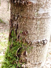 Torminalis glaberrima