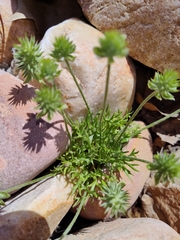 Ceratocephala testiculata