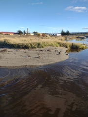 Lophonetta specularioides