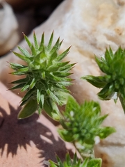 Ceratocephala testiculata