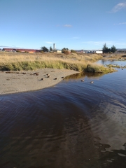 Lophonetta specularioides