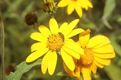 Astylus vittaticollis